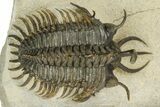Short-Fork Walliserops Hammi Trilobite - Foum Zguid, Morocco #179603-4